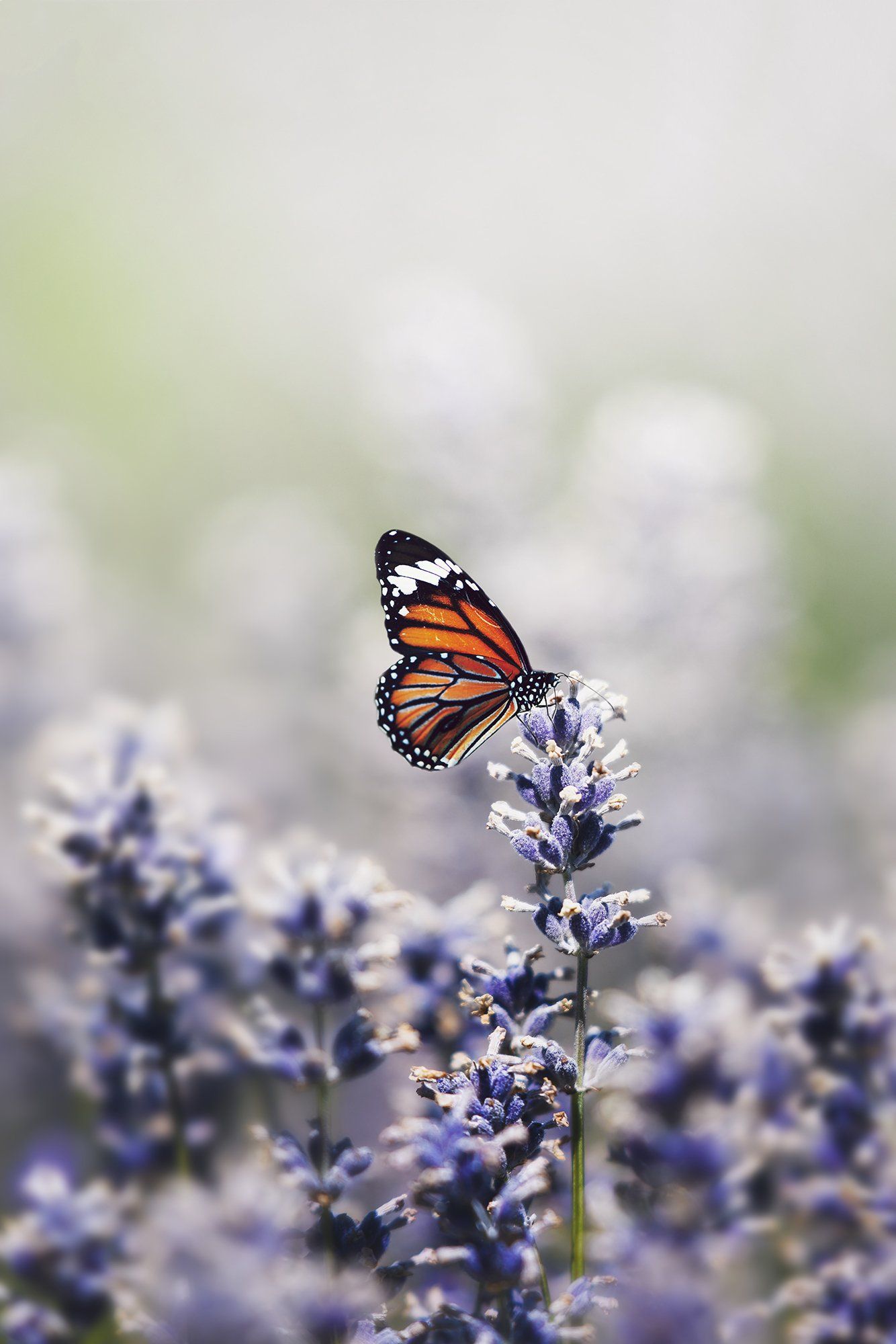 Monarch butterfly on the lavender stamen