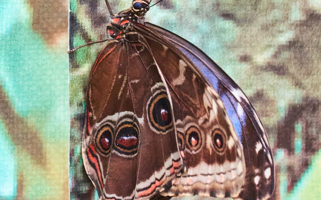 Atrakcje Kartoszyno – żywa wystawa motyli. Motylarnia Karwia otwiera przed gośćmi krainę jak ze snów!